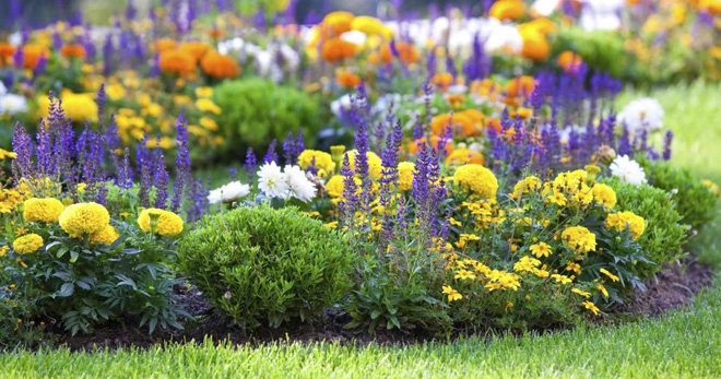 Многолетние садовые цветы - самые красивые варианты, которые стоит посадить на участке