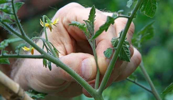 Как правильно прищипывать помидоры в открытом грунте