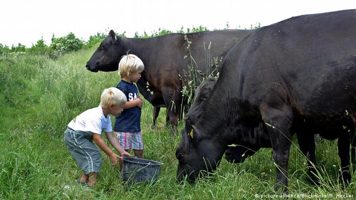 Дети кормят коров