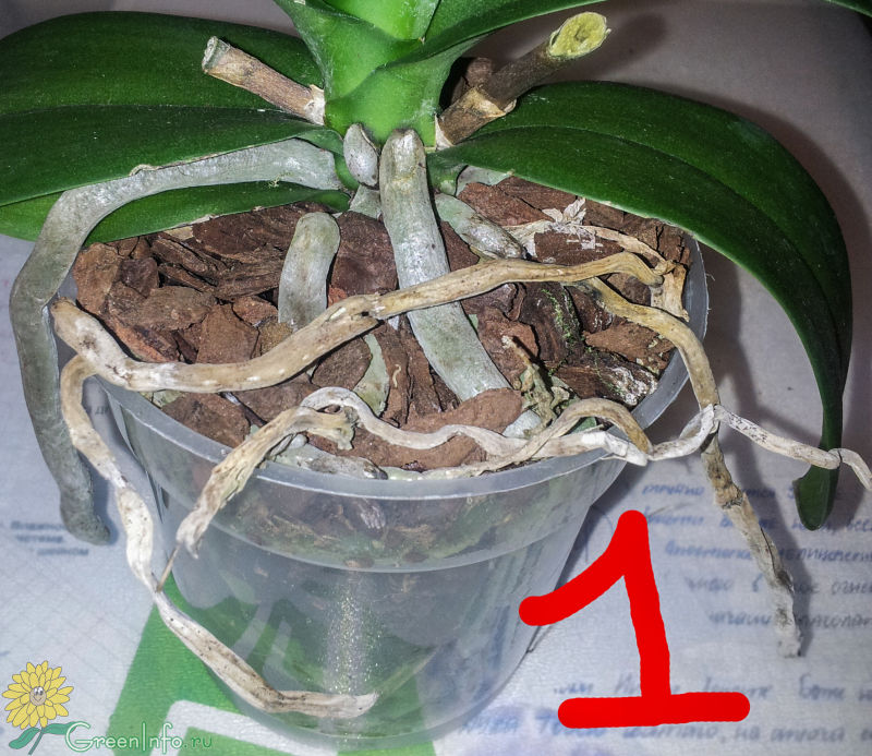 Как правильно размножить орхидею в домашних условиях пошаговое фото для начинающих