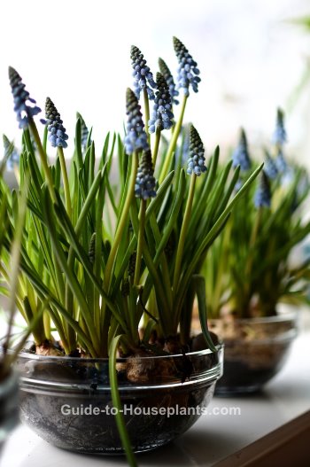 grape hyacinths, grape hyacinth muscari, forcing hyacinth bulbs, growing hyacinths indoors