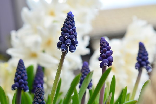 grape hyacinths, growing hyacinths, forcing hyacinth bulbs, muscari armeniacum, grape hyacinth muscari