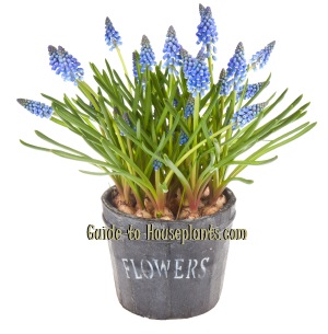 grape hyacinths, growing hyacinths, forcing hyacinth bulbs, forcing hyacinth bulbs