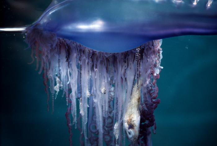 медуза португальский кораблик