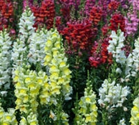 Antirrhinum