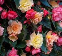 Begonia