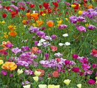 Californian poppy