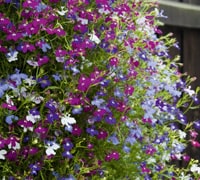 Lobelia