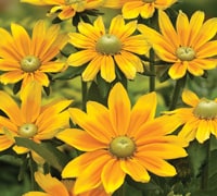 Rudbeckia