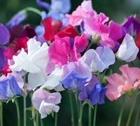 Sweet peas