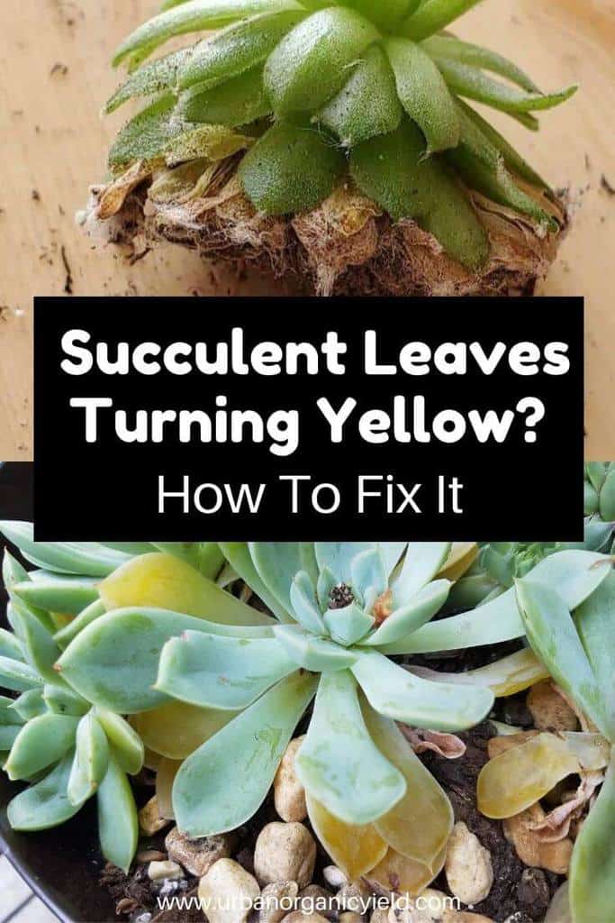 Why Are My Succulent Leaves Turning Yellow_