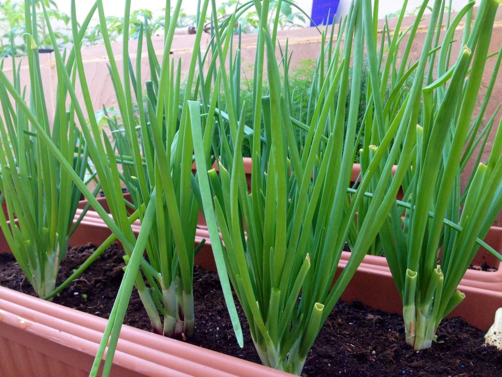 Выращивание зелени лука-батуна в домашних условиях