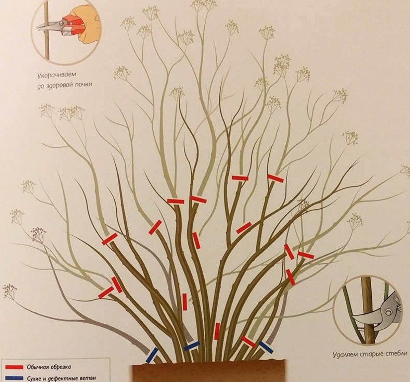 укорачивание и удаление старых ветвей сирени
