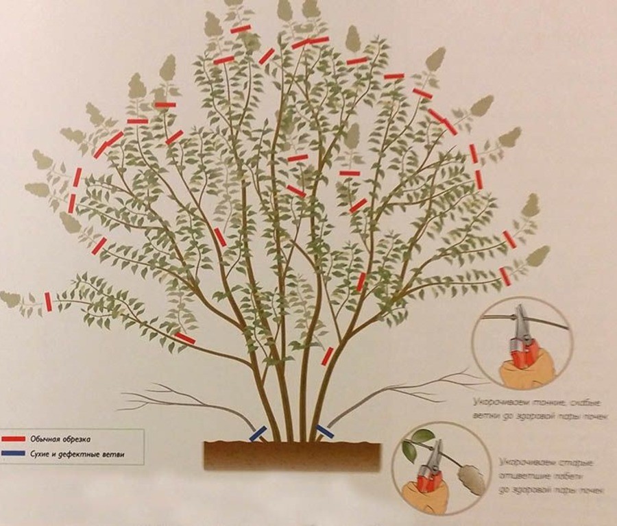 укорачивание тонких и слабых ветвей сирени