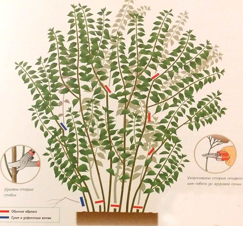 обрезка куста сирени