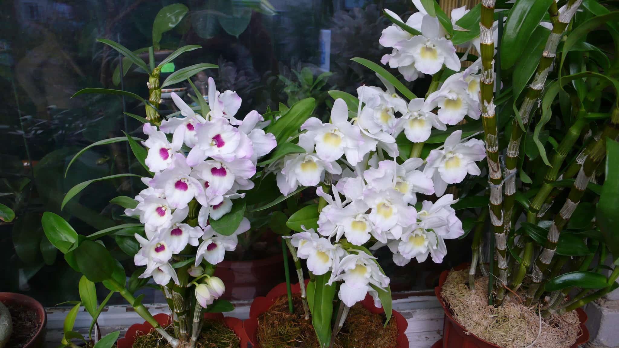 белая орхидея в горшке на подоконнике