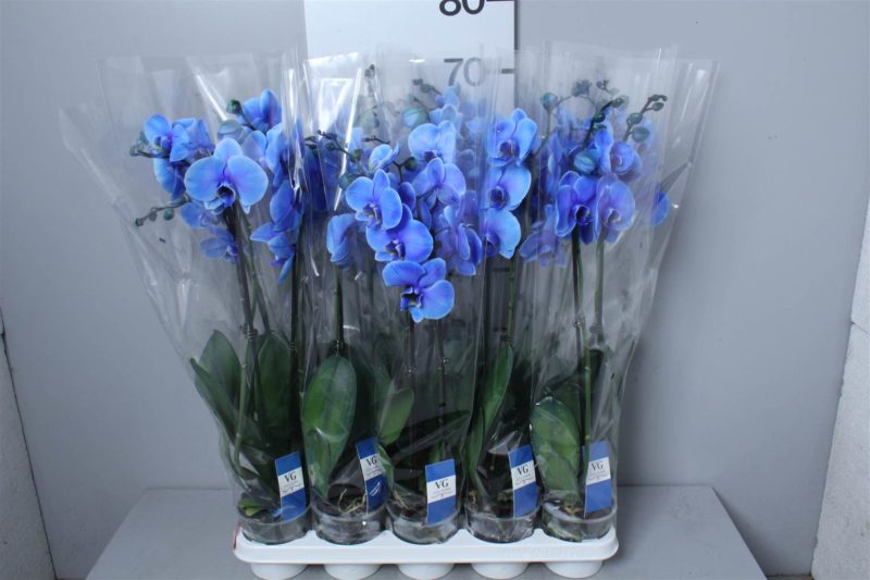 кусты голубой орхидеи в горшках