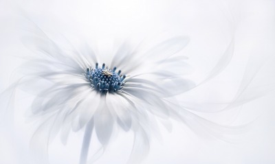 белый цветок лепестки белый фон