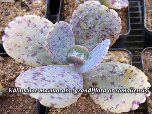 kalanchoe_marmorata