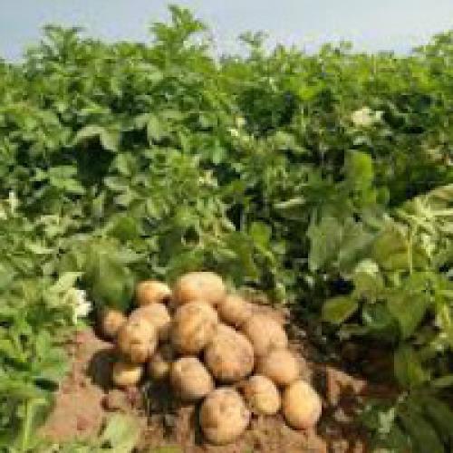 Картофель выращивание и уход в открытом грунте. Посадка и уход за картофелем в открытом грунте