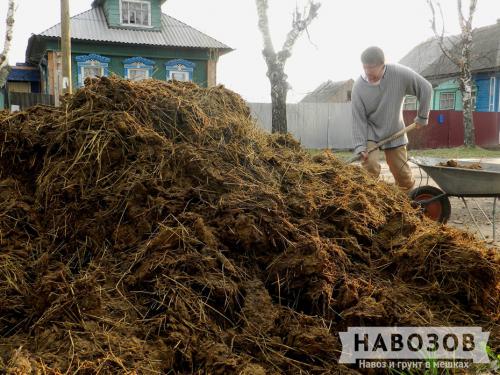 Как правильно сделать из навоза перегной. Использование перепревшего навоза и перегноя