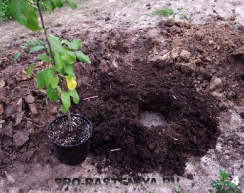 Посадка яблонь весной расстояние между деревьями. Основная схема посадки яблонь 08