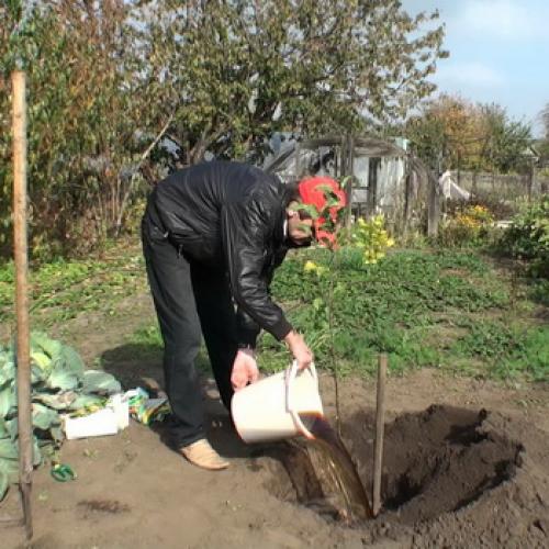 Посадка яблонь весной расстояние между деревьями. Основная схема посадки яблонь 16