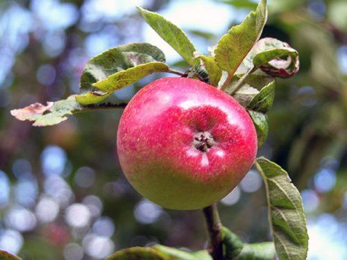 Как вырастить карликовую яблоню. Карликовые яблони: описание