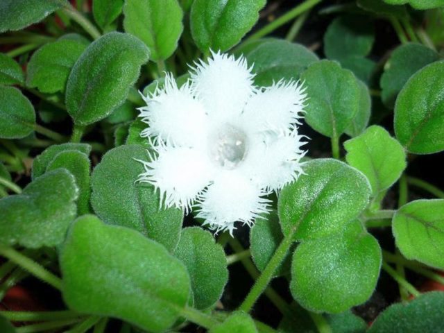 Альсобия гвоздикоцветковая (Alsobia dianthiflora)