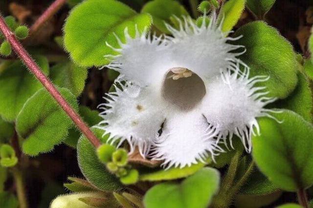 Альсобия гвоздикоцветковая (Alsobia dianthiflora)