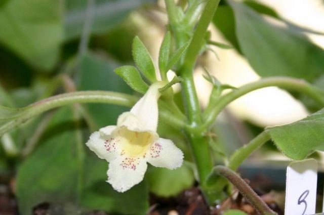 Альсобия испещренная, или точечная (Alsobia punctata)