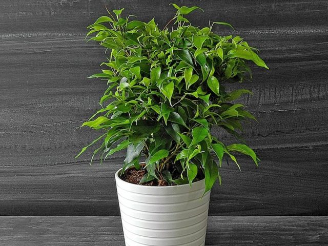 Ficus benjamina 